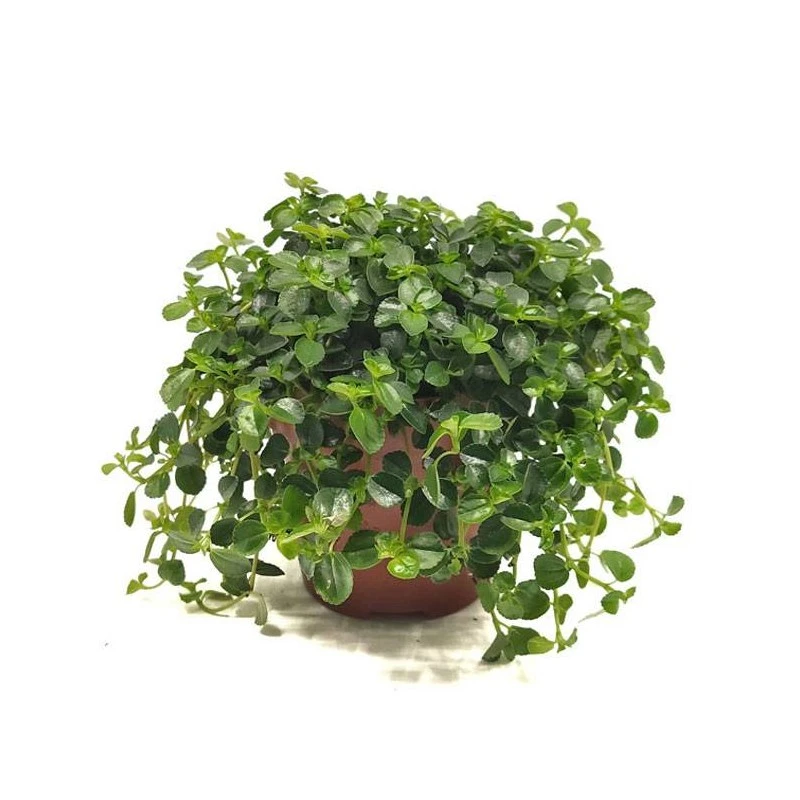 Pilea Depressa Sao Paulo 3 Pilea Depressa Sao Paulo