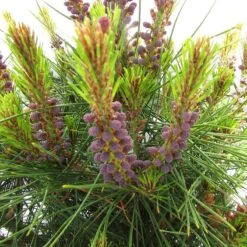 Pino Densiflora Alice Verkade 5 Pino Densiflora Alice Verkade -Suministros De Jardineria Ventas 2024 pino densiflora alice verkade 1