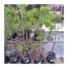 Pino Halepensis -Suministros De Jardineria Ventas 2024 pino halepensis