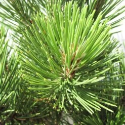 Pino Heldreichii Compact Gem -Suministros De Jardineria Ventas 2024 pino heldreichii compact gem 1