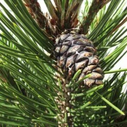 Pino Heldreichii Compact Gem -Suministros De Jardineria Ventas 2024 pino heldreichii compact gem 2