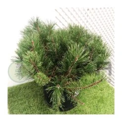 Pino Mugo Bambino -Suministros De Jardineria Ventas 2024 pino mugo bambino 1