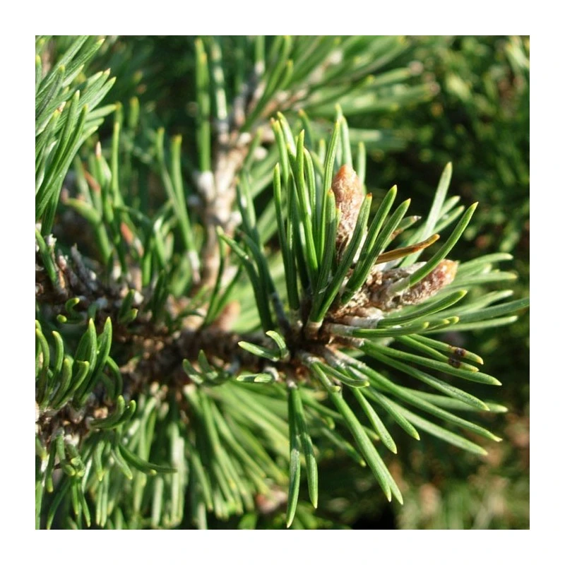 Pino Mugo Humpy 3 Pino Mugo Humpy