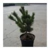 Pino Blanco Japonés. Pinus Parviflora Negishi 1 Pino Blanco Japonés. Pinus Parviflora Negishi -Suministros De Jardineria Ventas 2024 pino mugo humpy