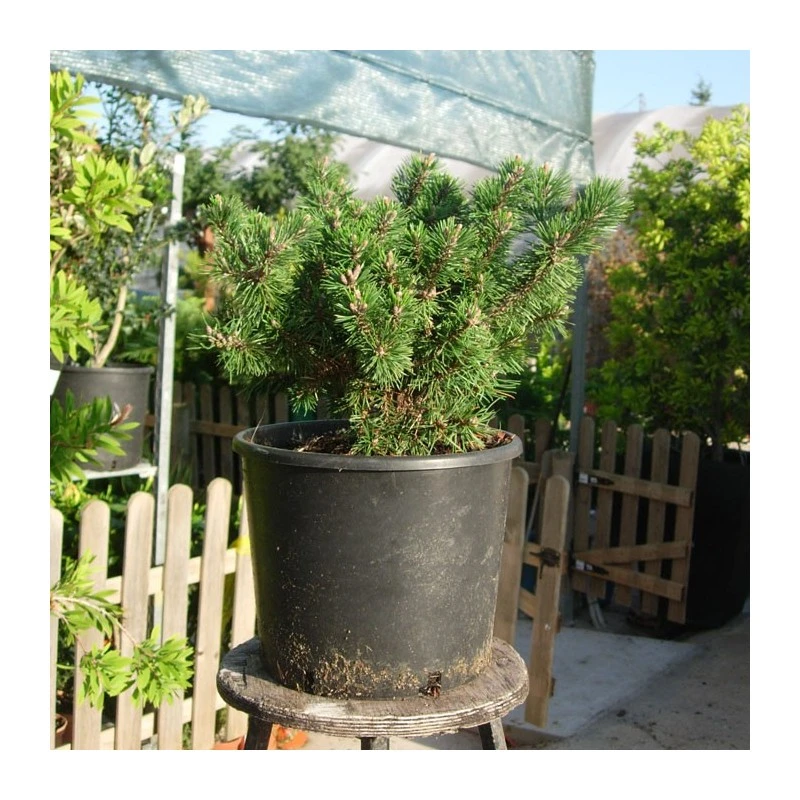 Pino Mugo Humpy 4 Pino Mugo Humpy - Imagen 2