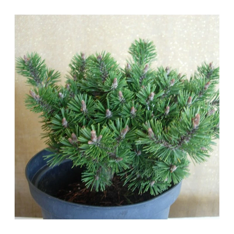 Pino Mugo Humpy 5 Pino Mugo Humpy - Imagen 3