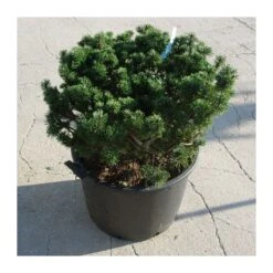 Pino Mugo Humpy 11 Pino Mugo Humpy -Suministros De Jardineria Ventas 2024 pino mugo humpy 4