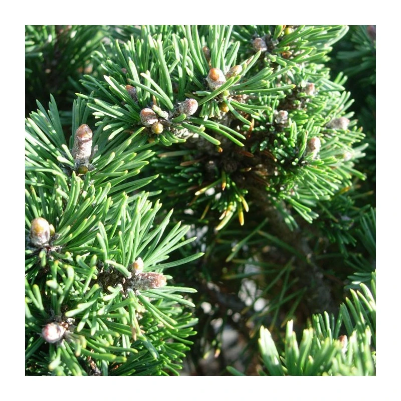 Pino Mugo Humpy 7 Pino Mugo Humpy - Imagen 5