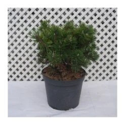 Pino Mugo Humpy 13 Pino Mugo Humpy -Suministros De Jardineria Ventas 2024 pino mugo humpy 6