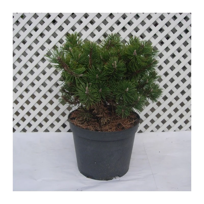 Pino Mugo Humpy 8 Pino Mugo Humpy - Imagen 6