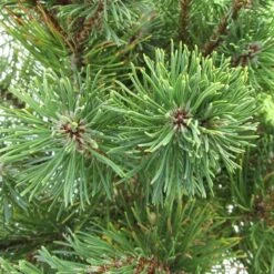 Pino Mugo Ophir -Suministros De Jardineria Ventas 2024 pino mugo ophir 1