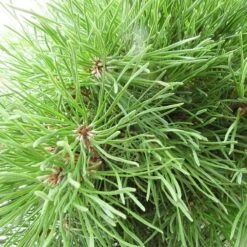 Pino Mugo Pumillo -Suministros De Jardineria Ventas 2024 pino mugo pumillo 1