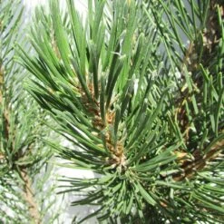 Pino Mugo Rigi -Suministros De Jardineria Ventas 2024 pino mugo rigi 2