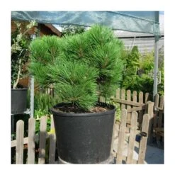 Pino Nigra -Suministros De Jardineria Ventas 2024 pino nigra 1 2