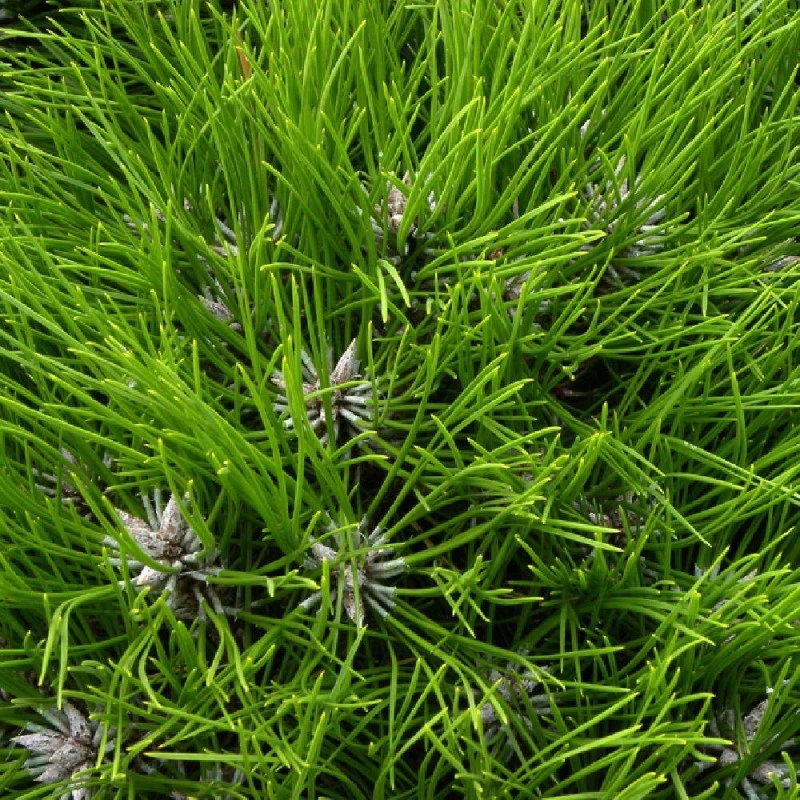 Pino Nigra Marie Bregeon 3 Pino Nigra Marie Bregeon