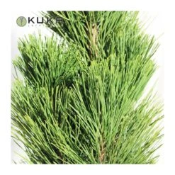 Pino Nigra Pyramidalis -Suministros De Jardineria Ventas 2024 pino nigra pyramidalis 2