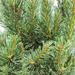 Pino Sylvestris Nana 5 Pino Sylvestris Nana -Suministros De Jardineria Ventas 2024 pino sylvestris nana 1