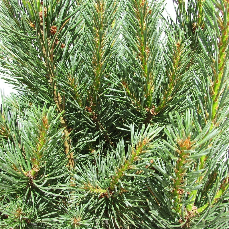 Pino Sylvestris Nana 4 Pino Sylvestris Nana - Imagen 2