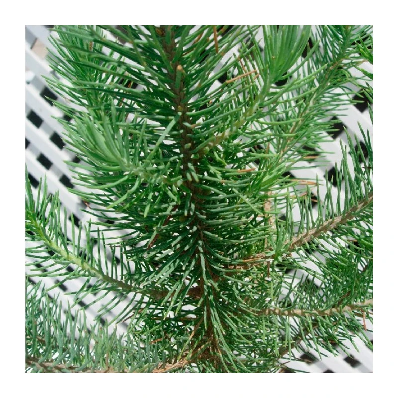 Pinus Piñonero 4 Pinus Piñonero - Imagen 2