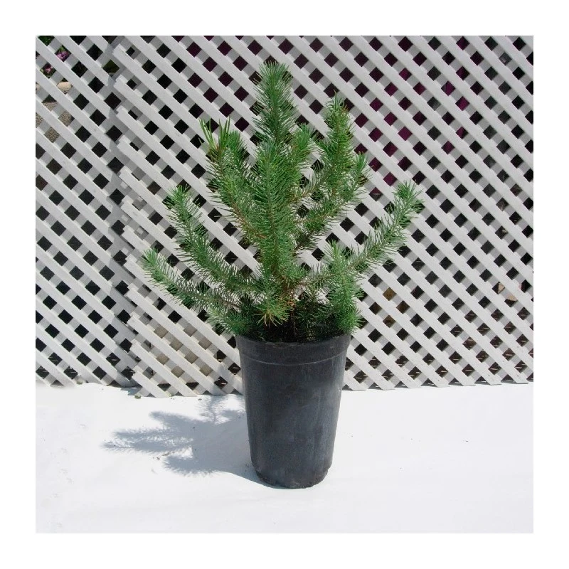 Pinus Piñonero 3 Pinus Piñonero