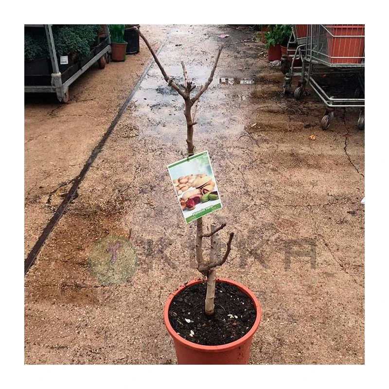 Pistacho Macho C. Special 3 Pistacho Macho C. Special