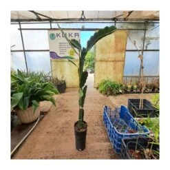 Pitahaya JC01 7 Pitahaya JC01 -Suministros De Jardineria Ventas 2024 pitahaya jc01 2