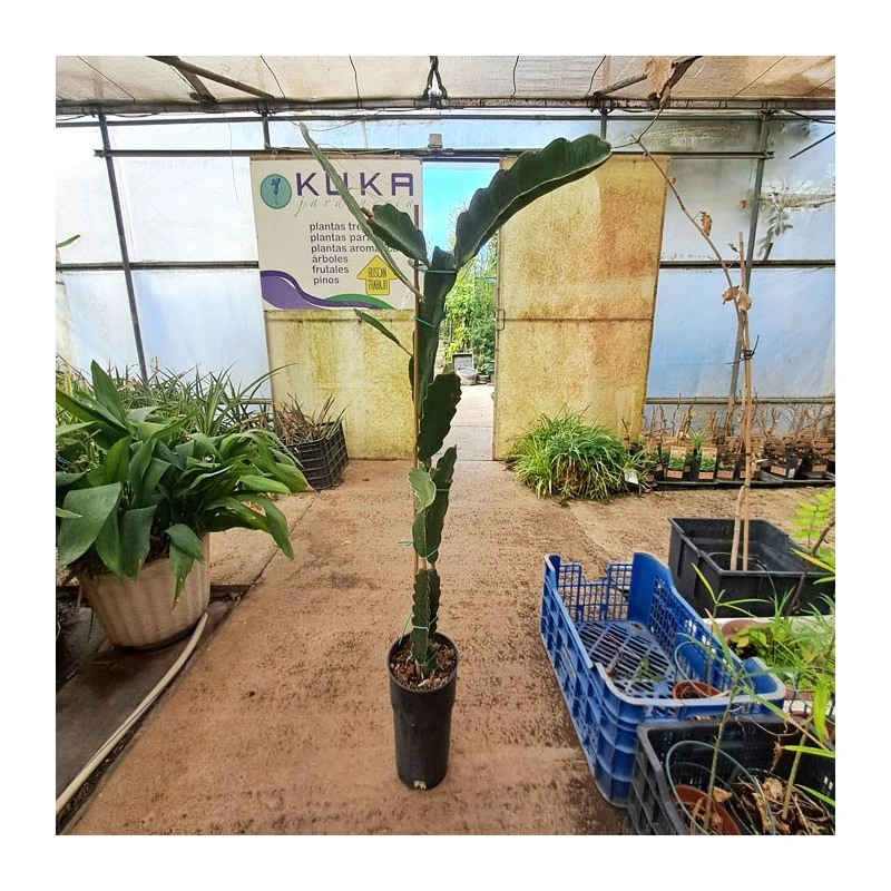 Pitahaya JC01 5 Pitahaya JC01 - Imagen 3