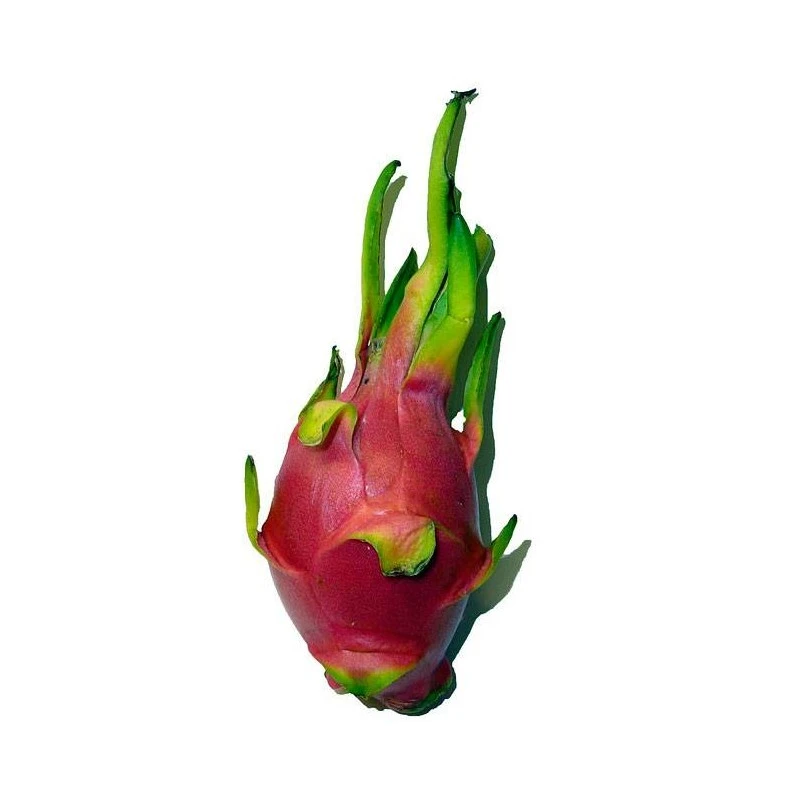 Pitahaya Undatus 3 Pitahaya Undatus