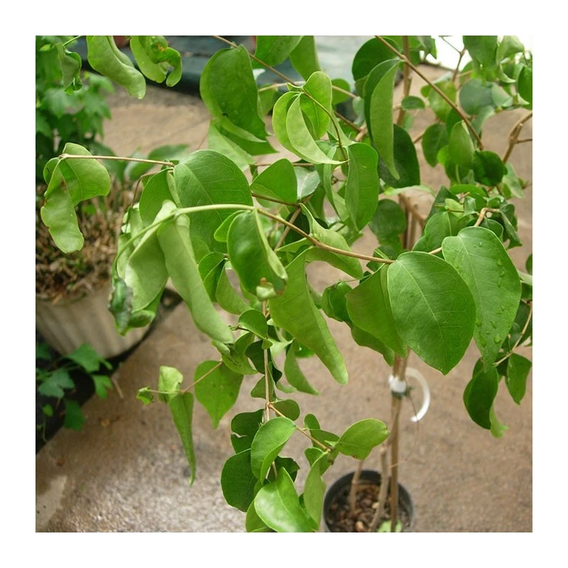 Pitanga 4 Pitanga - Imagen 2