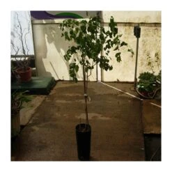 Pitanga 7 Pitanga -Suministros De Jardineria Ventas 2024 pitanga 2