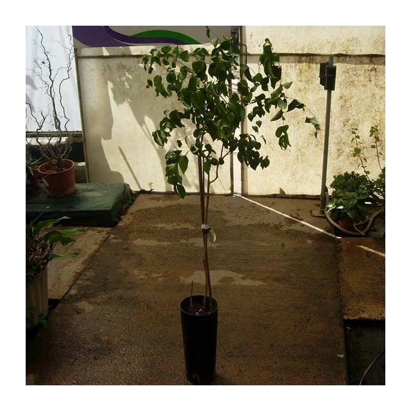 Pitanga 5 Pitanga - Imagen 3