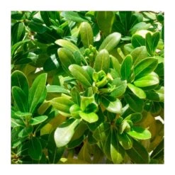 Pittosporum Tobira Nana -Suministros De Jardineria Ventas 2024 pittosporum tobira nana 1