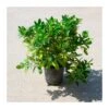 Pittosporum Tobira Nana 1 Pittosporum Tobira Nana -Suministros De Jardineria Ventas 2024 pittosporum tobira nana