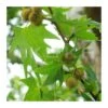 Platanus Orientalis 2 Platanus Orientalis -Suministros De Jardineria Ventas 2024 platanus acerifolia