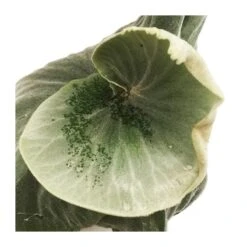 Platycerium Superbum 6 Platycerium Superbum -Suministros De Jardineria Ventas 2024 platycerium superbum 1