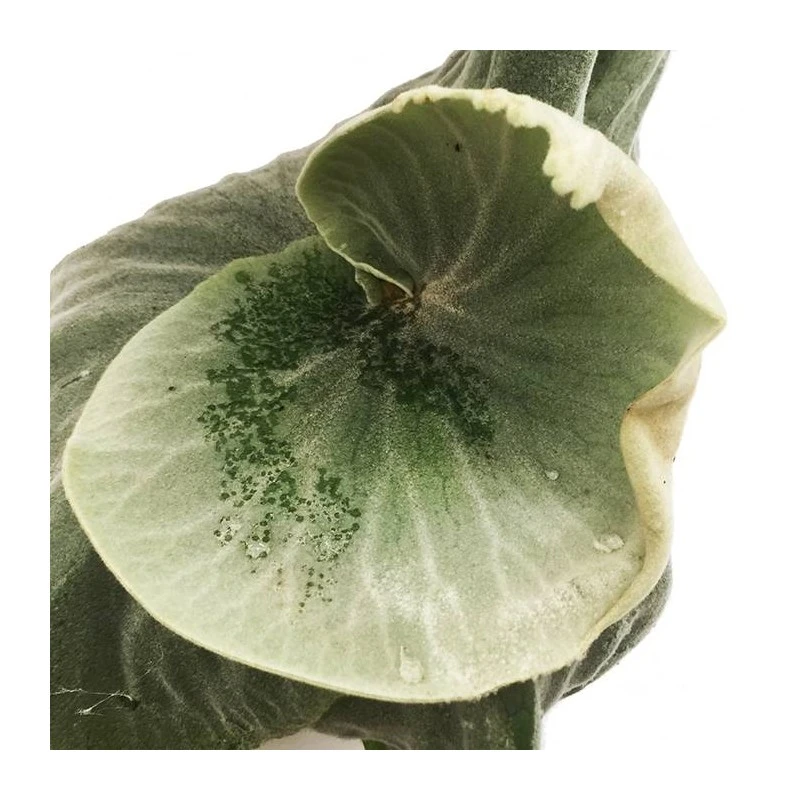 Platycerium Superbum 4 Platycerium Superbum - Imagen 2