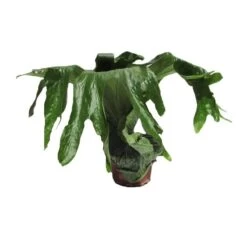 Platycerium Superbum 7 Platycerium Superbum -Suministros De Jardineria Ventas 2024 platycerium superbum 2