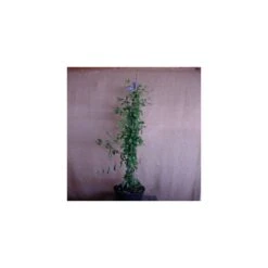 Plumbago Auriculata Blanca -Suministros De Jardineria Ventas 2024 plumbago auriculata 1