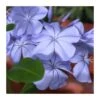 Plumbago Auriculata Blanca -Suministros De Jardineria Ventas 2024 plumbago auriculata