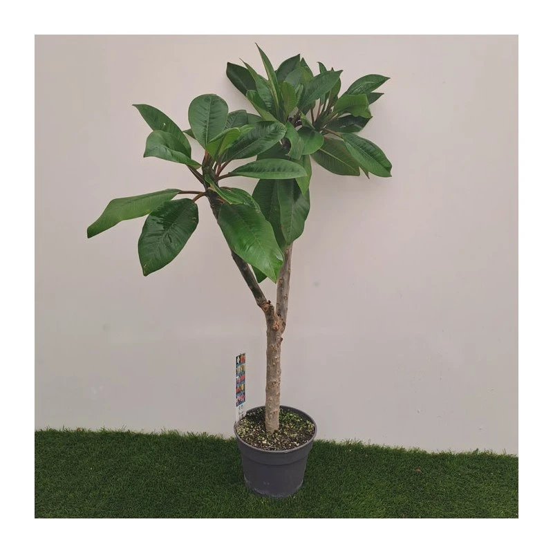 Plumeria Rubra Hawaiian 4 Plumeria Rubra Hawaiian - Imagen 2