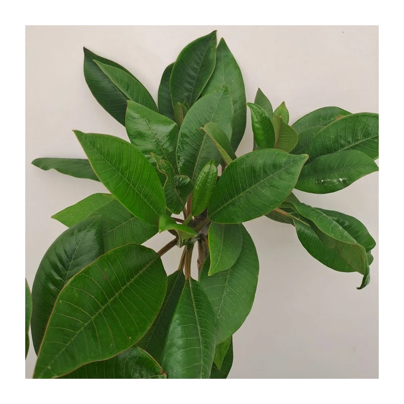 Plumeria Rubra Hawaiian 3 Plumeria Rubra Hawaiian