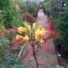 Caesalpinia Gilliesi -Suministros De Jardineria Ventas 2024 poinciana gillesi