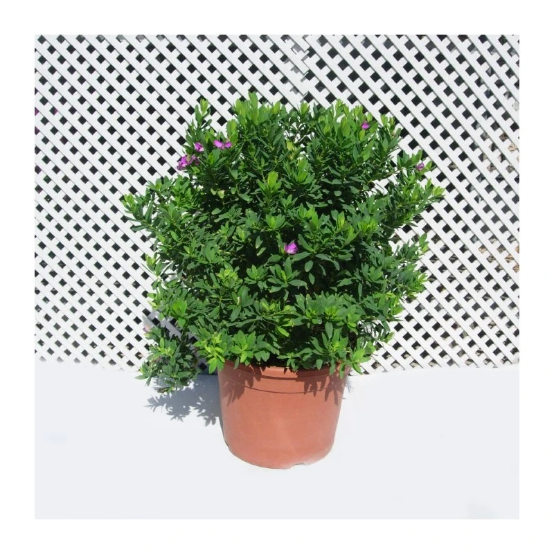 Polygala Myrtifolia 4 Polygala Myrtifolia - Imagen 2