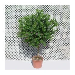 Polygala Myrtifolia 10 Polygala Myrtifolia -Suministros De Jardineria Ventas 2024 polygala myrtifolia 2