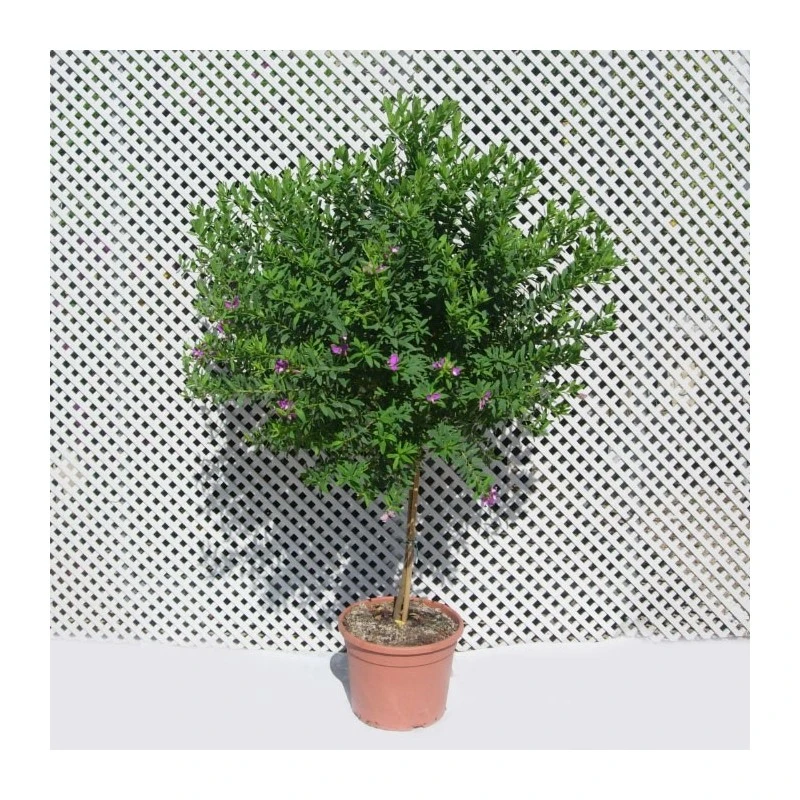 Polygala Myrtifolia 5 Polygala Myrtifolia - Imagen 3