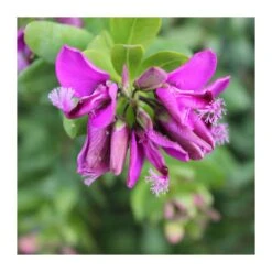 Polygala Myrtifolia 11 Polygala Myrtifolia -Suministros De Jardineria Ventas 2024 polygala myrtifolia 3