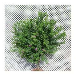 Polygala Myrtifolia 12 Polygala Myrtifolia -Suministros De Jardineria Ventas 2024 polygala myrtifolia 4