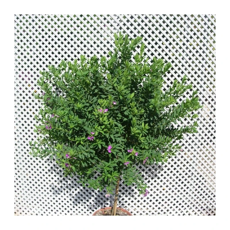 Polygala Myrtifolia 7 Polygala Myrtifolia - Imagen 5