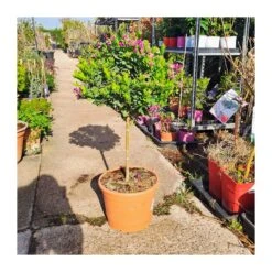 Polygala Myrtifolia 13 Polygala Myrtifolia -Suministros De Jardineria Ventas 2024 polygala myrtifolia 5