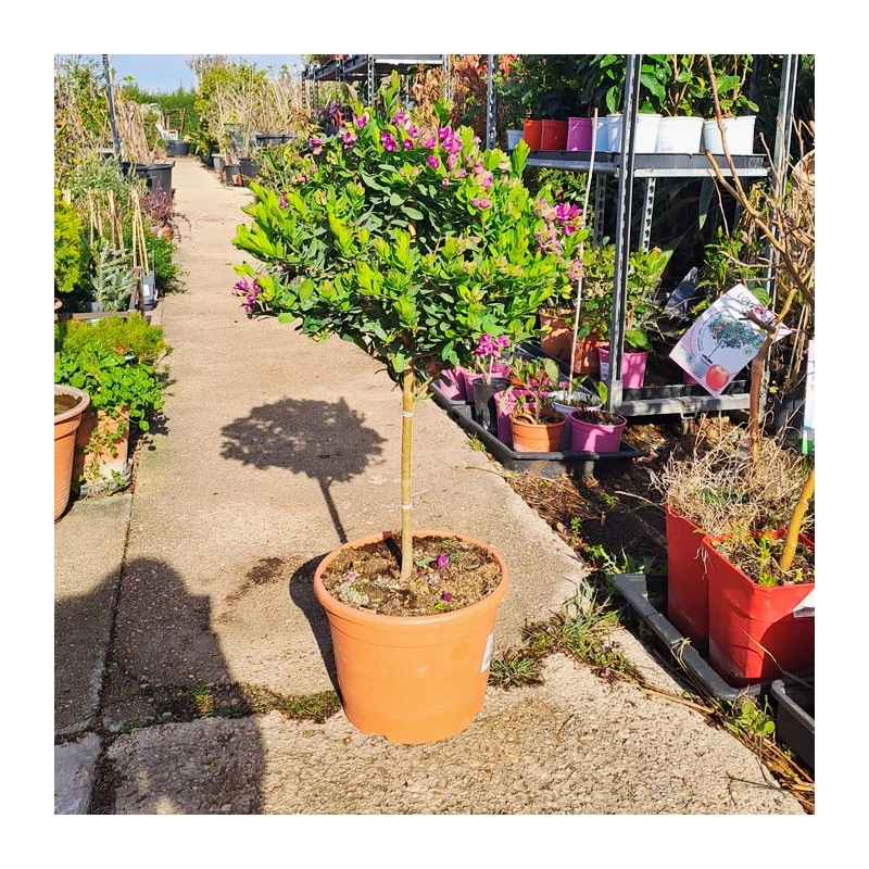 Polygala Myrtifolia 8 Polygala Myrtifolia - Imagen 6